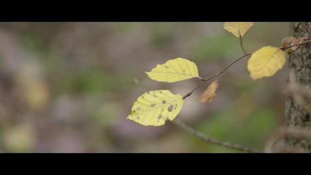 Video Reference N0: leaf, yellow, flora, branch, spring, twig, sunlight, autumn, plant stem, macro photography