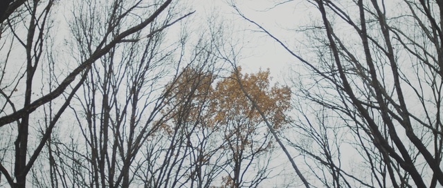 Video Reference N0: tree, branch, woody plant, winter, sky, leaf, forest, woodland, birch, twig