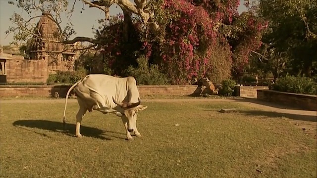 Video Reference N1: plant, grass, cattle like mammal, tree, pasture, ox, landscape, lawn