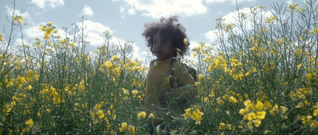 Video Reference N0: People in nature, Mustard, Canola, Rapeseed, Meadow, Mustard plant, Flower, Yellow, Plant, Prairie