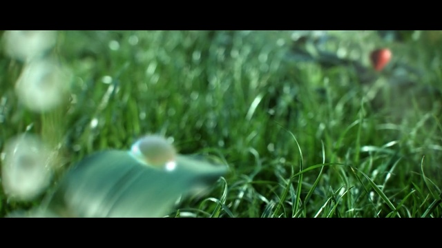 Video Reference N0: Nature, Grass, Green, Water, Leaf, Lawn, Macro photography, Close-up, Grass, Organism