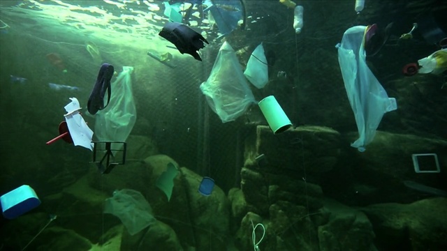 Video Reference N1: Water, Organism, Underwater, Aquarium, Adaptation, Marine biology