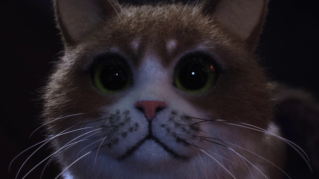 Video Reference N1: Cat, Whiskers, Small to medium-sized cats, Mammal, Felidae, Nose, Snout, Close-up, Eye, Carnivore