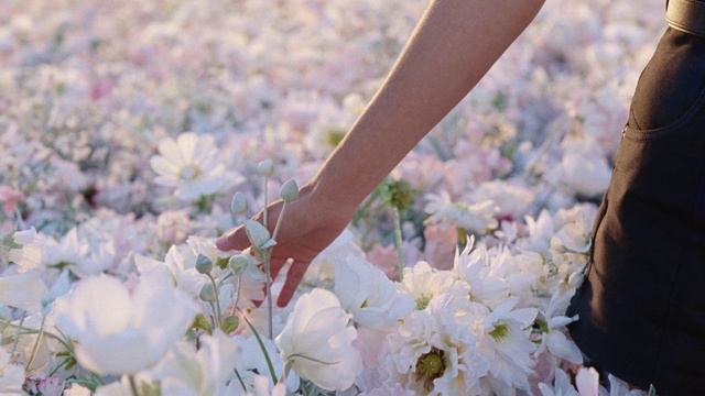 Video Reference N0: People in nature, Flower, Spring, Petal, Plant, Blossom, Pink, Hand, Dress, Summer