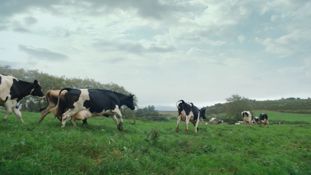 Video Reference N0: grassland, dairy cow, pasture, cattle like mammal, grazing, herd, field, grass, farm, sky