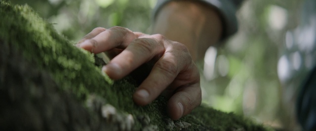 Video Reference N0: Finger, Hand, Adaptation, Tree, Grass, Thumb, Soil, Plant, Gesture, Terrestrial plant