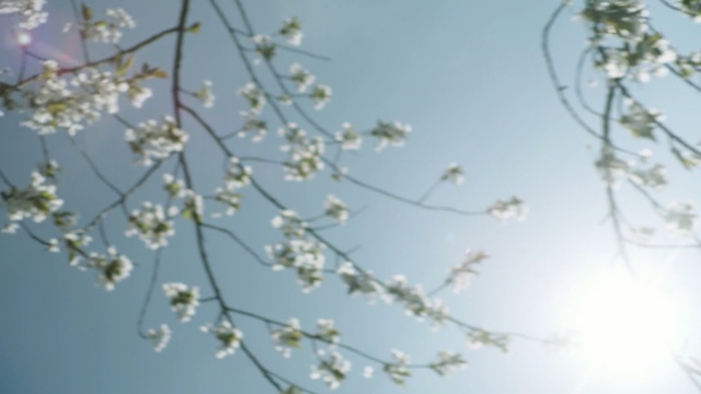 Video Reference N2: branch, blossom, sky, twig, spring, cherry blossom, tree, flower, sunlight, plant