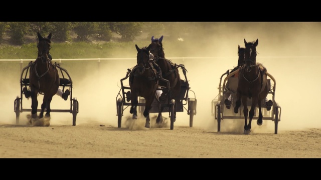 Video Reference N6: Horse, Horse harness, Bridle, Rein, Horse tack, Pack animal, Horse and buggy, Chariot, Vehicle, Carriage, Person