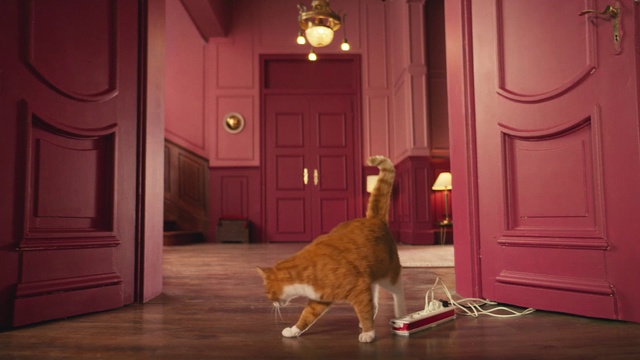 Video Reference N2: Cat, Floor, Red, Felidae, Small to medium-sized cats, Room, Lighting, Whiskers, Tail, Snapshot