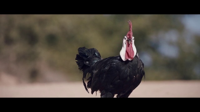 Video Reference N0: Bird, Beak, Chicken, Photography, Feather, Galliformes, Wildlife, Fowl