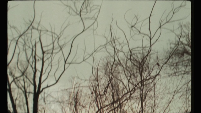 Video Reference N8: Branch, Tree, Nature, Twig, Sky, Atmospheric phenomenon, Leaf, Woody plant, Plant, Plant stem