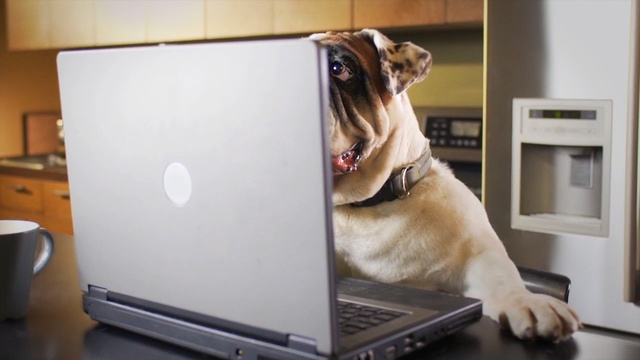Video Reference N2: dog, dog like mammal, dog breed, technology, snout, electronic device, carnivoran, pug, product