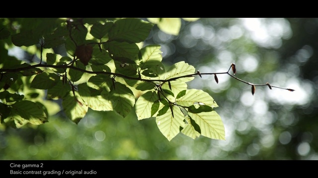 Video Reference N0: leaf, green, branch, tree, vegetation, deciduous, twig, flora, sunlight, autumn
