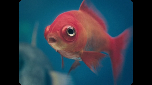 Video Reference N4: Fish, Fish, Blue, Marine biology, Red, Organism, Fin, Underwater, Feeder fish, Goldfish