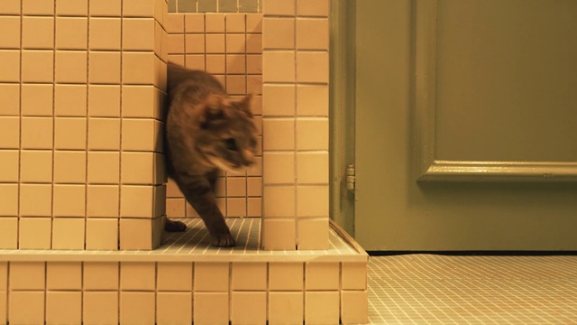 Video Reference N5: Cat, Felidae, Tile, Carnivore, Small to medium-sized cats, Flooring, Floor, Whiskers