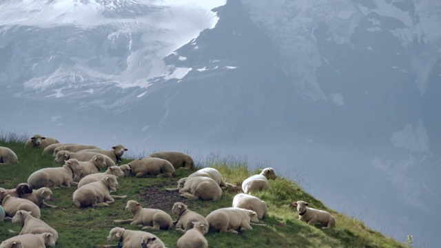 Video Reference N12: Herd, Sheep, Sheep, Grazing, Natural landscape, Pasture, Grassland, Herding, Terrestrial animal, Sky