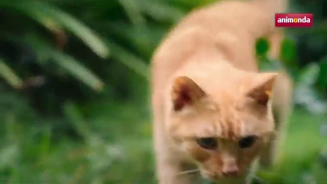 Video Reference N3: Mammal, Vertebrate, Cat, Felidae, Whiskers, Small to medium-sized cats, Burmese, Carnivore, Organism, Wildlife