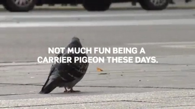Video Reference N22: bird, beak, asphalt, pigeons and doves, crow, crow like bird