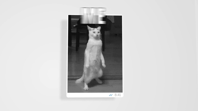 Video Reference N1: White, Photograph, Cat, Snapshot, Felidae, Joint, Black-and-white, Leg, Small to medium-sized cats, Photography
