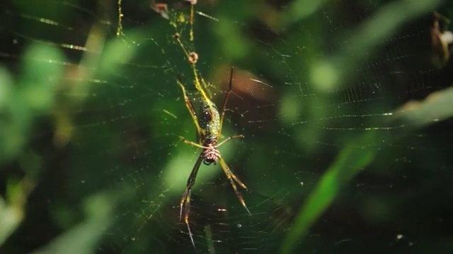 Video Reference N10: Spider web, Nature, Green, Macro photography, Organism, Insect, Invertebrate, Spider, Plant, Terrestrial plant