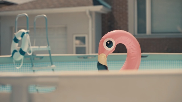 Video Reference N0: Bird, Pink, Swimming pool, Flamingo, Water bird, Animation, Games