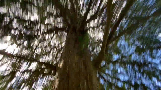 Video Reference N3: Tree, Nature, Trunk, Woody plant, Natural environment, Forest, Plant, Old-growth forest, Woodland, Branch