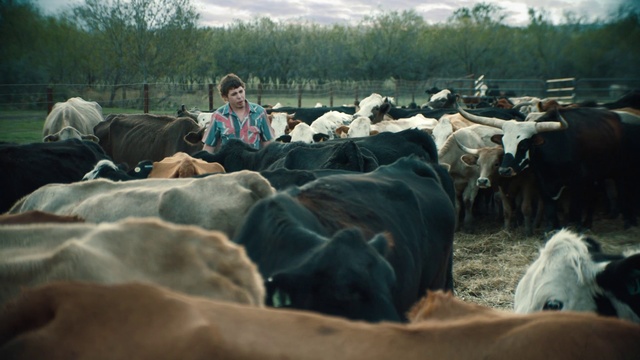 Video Reference N5: Bovine, Herd, Dairy cow, Farm, Livestock, Herding, Ranch, Rural area, Landscape, Cow-goat family