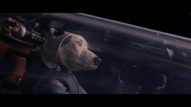 Video Reference N2: Snout, Screenshot, Darkness, Sporting Group, Vehicle door, Photography, Canidae, Weimaraner