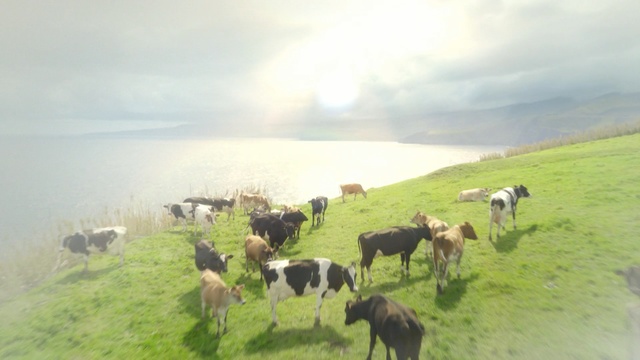 Video Reference N0: grassland, pasture, cattle like mammal, herd, grazing, dairy cow, grass, highland, rural area, livestock, Person