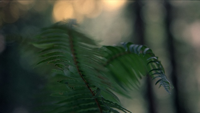 Video Reference N1: green, vegetation, leaf, close up, biome, tree, plant, branch, organism, ferns and horsetails