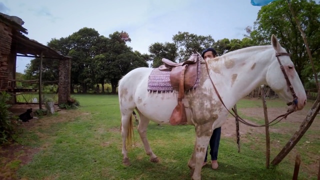 Video Reference N2: Horse, Mammal, Vertebrate, Mane, Mare, Pack animal, Stallion, Snout, Rural area, Mustang horse, Person