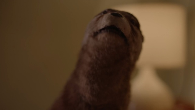 Video Reference N2: nose, facial hair, snout, fauna, close up, eye, fur, whiskers, mouth, organ