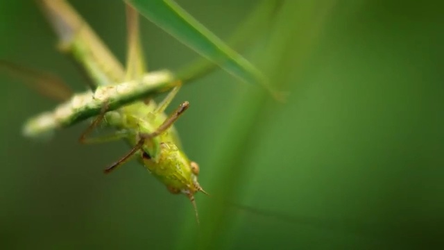 Video Reference N1: Insect, Green, Macro photography, Leaf, Grasshopper, Invertebrate, Cricket-like insect, Close-up, Pest, Cricket