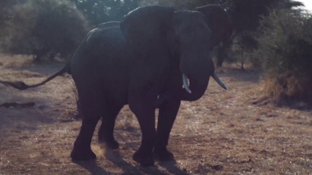 Video Reference N0: Terrestrial animal, Vertebrate, Elephant, Mammal, Elephants and Mammoths, Wildlife, Safari, African elephant, Indian elephant, Snout