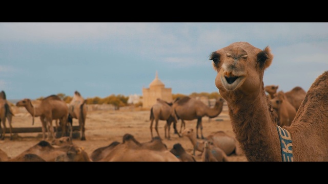 Video Reference N3: camel, ecosystem, camel like mammal, arabian camel, herd, wildlife, ecoregion, sky, landscape, steppe