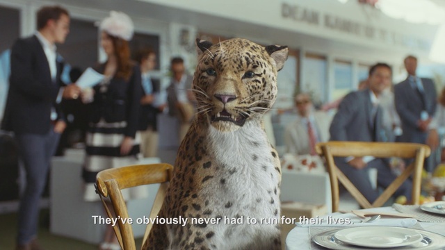 Video Reference N2: Felidae, Whiskers, Big cats, Wildlife, Carnivore, Leopard, Terrestrial animal, Jaguar, Snow leopard, Room