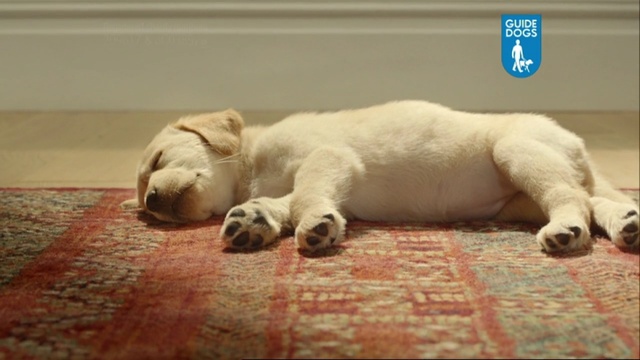 Video Reference N2: dog, labrador, home, floor, puppy