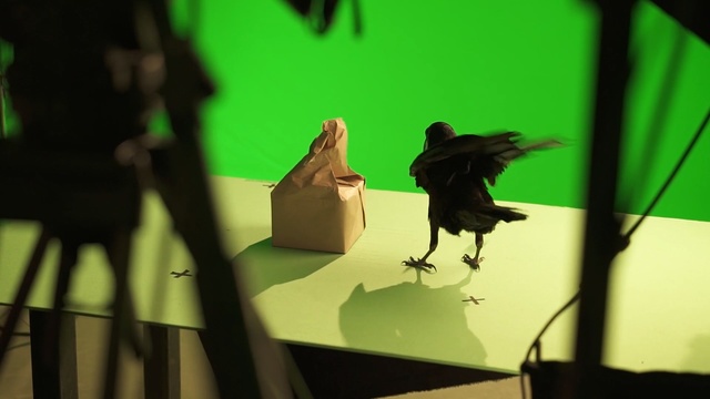 Video Reference N7: Green, Crow, Animation, Crow-like bird, Adaptation, Shadow, Bird, Art, Visual arts, Wing
