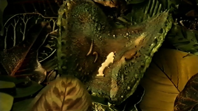 Video Reference N2: leaf, organism, computer wallpaper, plant