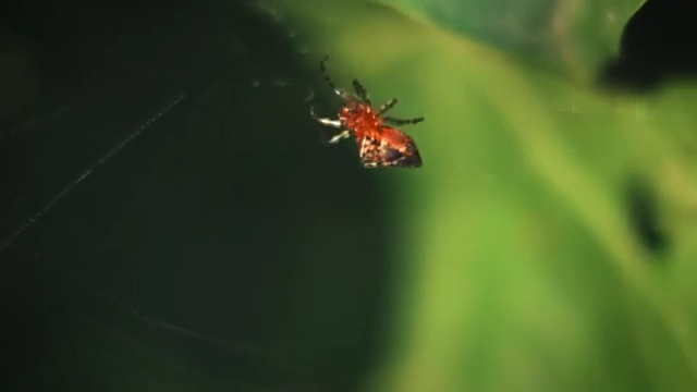 Video Reference N4: Insect, Invertebrate, Macro photography, Spider, Spider web, Pest, Arthropod, Leaf, Organism, Membrane-winged insect