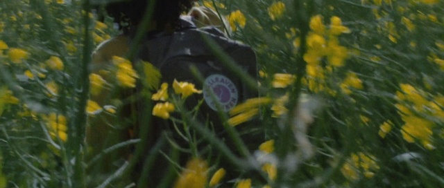 Video Reference N5: Yellow, Flower, Plant, Wildflower, Spring, Grass, Organism, Flowering plant, Meadow