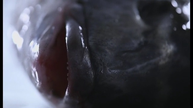 Video Reference N0: Black, Close-up, Water, Mouth, Hand, Photography, Macro photography
