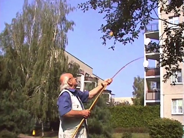 Video Reference N5: Longbow, Tree, Bow and arrow, Woody plant, Recreation, Plant