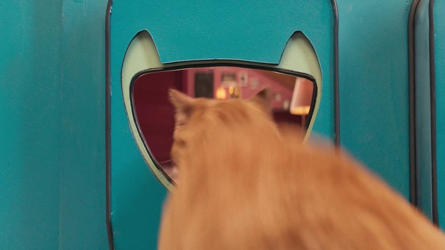 Video Reference N4: Vehicle door, Blue, Eyewear, Green, Head, Cat, Turquoise, Yellow, Door handle, Felidae