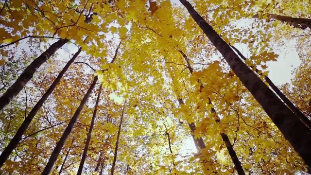 Video Reference N10: Tree, Nature, Leaf, Yellow, Autumn, Woody plant, Deciduous, Branch, Plant, Northern hardwood forest