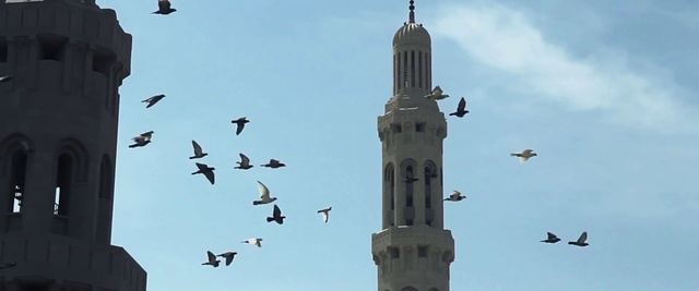 Video Reference N1: Bird, Flock, Sky, Bird migration, Animal migration, Tower, Mosque, Steeple, Building