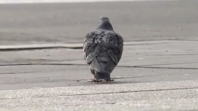 Video Reference N7: bird, pigeons and doves, beak, bird of prey, asphalt, buzzard, falcon, hawk, vulture, Person