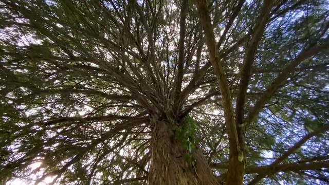 Video Reference N13: Tree, Plant, Woody plant, Branch, Trunk, Forest, Sky, Woodland, Grove, Old-growth forest