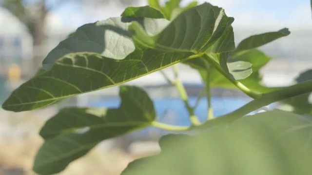 Video Reference N0: Leaf, Flower, Plant, Green, Tree, Woody plant, Plant stem, Flowering plant, Fig, Plane, Person