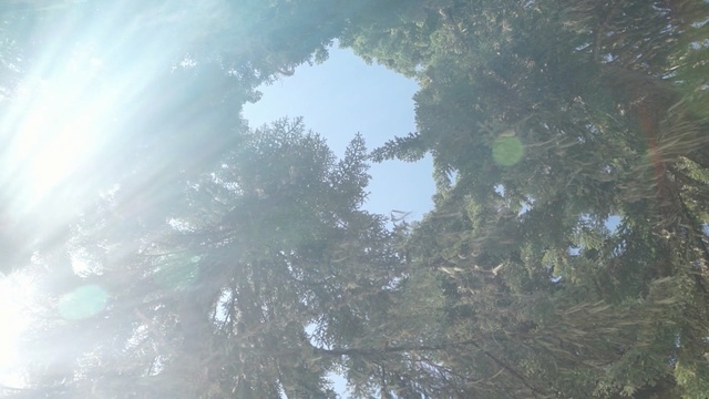 Video Reference N2: Atmospheric phenomenon, Sunlight, Tree, Sky, Water, Plant, Forest